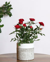 Red flower rose plant